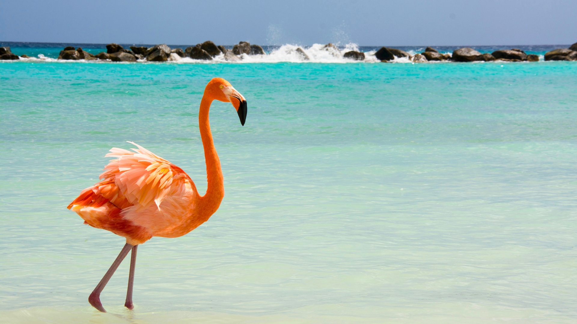 Aruba - Flamingo Island