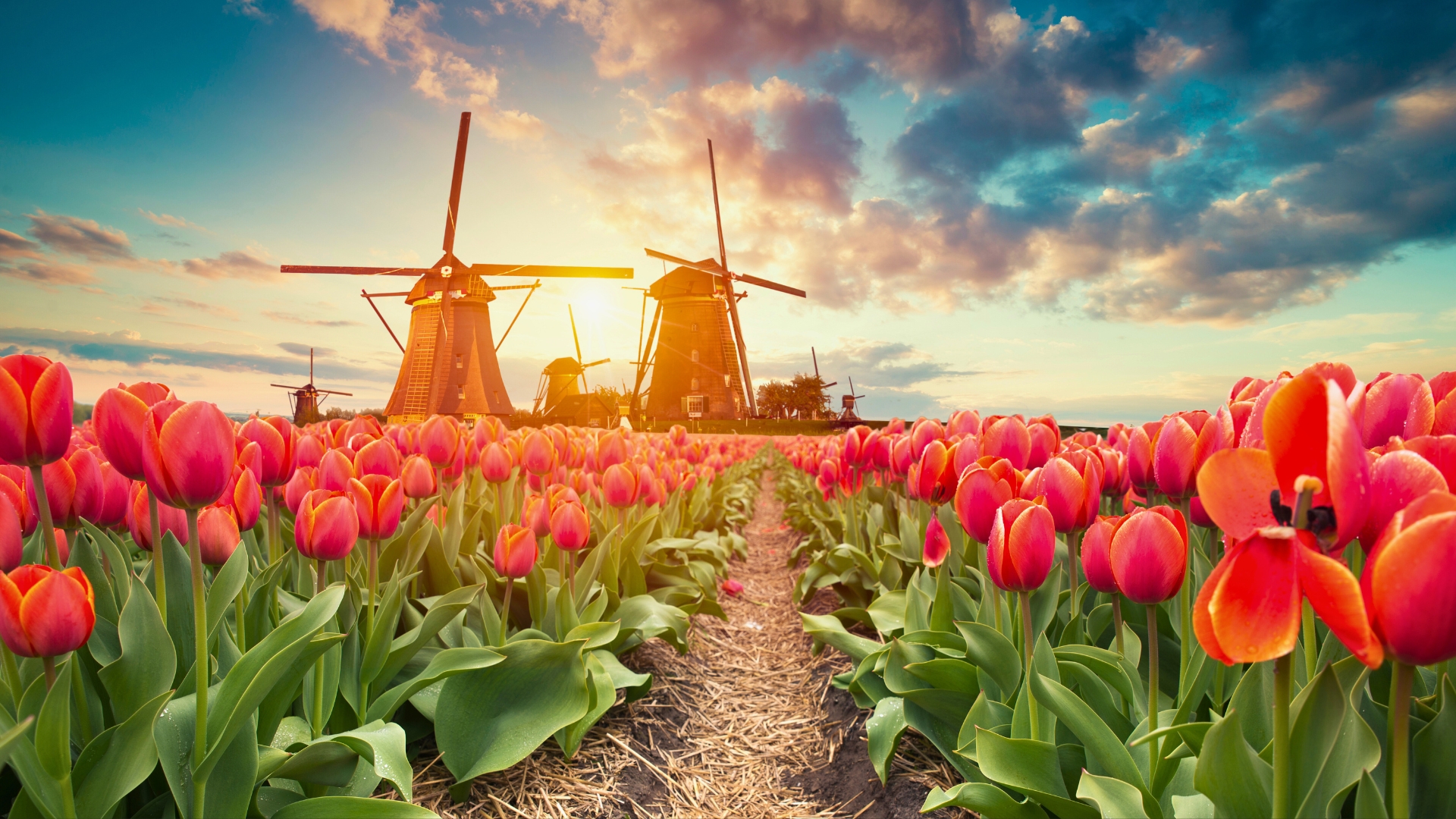 traditional Netherlands Holland dutch scenery with one typical windmill and tulips, Netherlands countryside